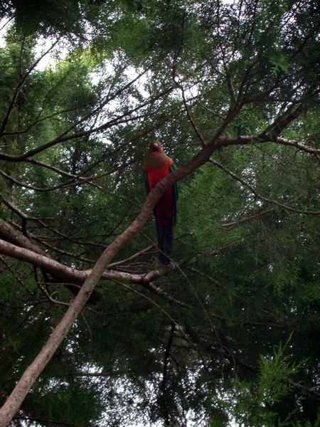 King Parrot